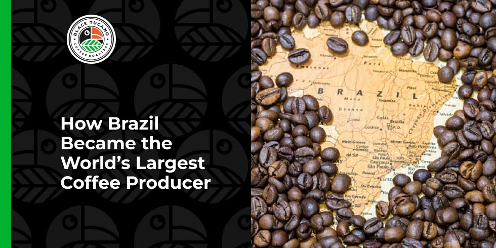 How Brazil Became the World’s Largest Coffee Producer
