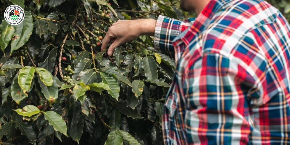 How Brazil Became the World’s Largest Coffee Producer
