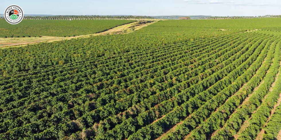 Brazil’s Coffee Terroir: How Geography Shapes Flavor	
