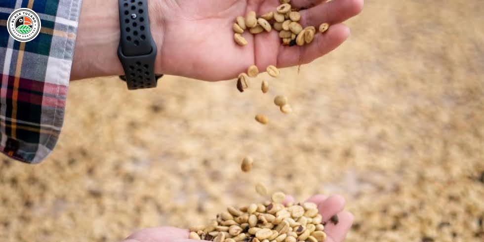 Brazil’s Most Beloved Coffee Varieties: A Guide to the Icons of Specialty Coffee

